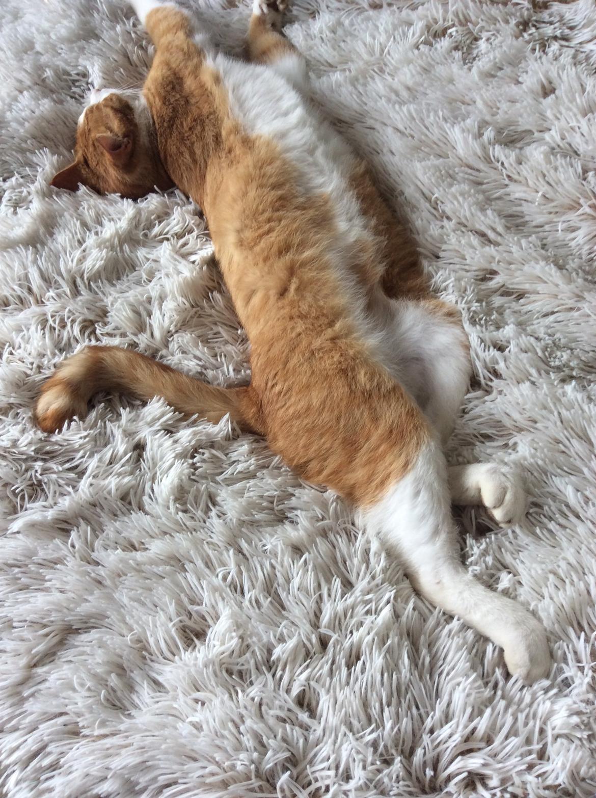 Huskat Sponky billede 1