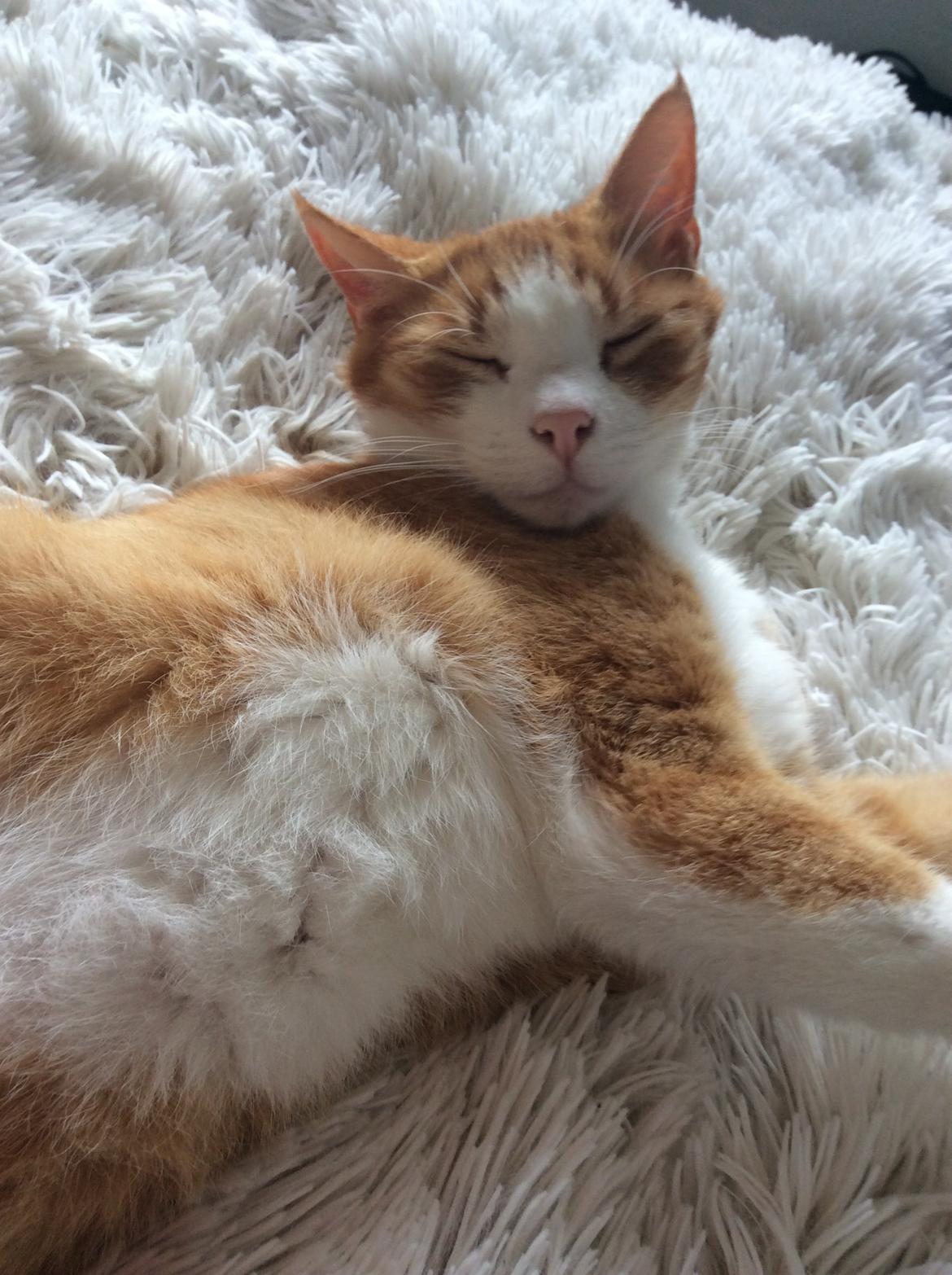 Huskat Sponky billede 3