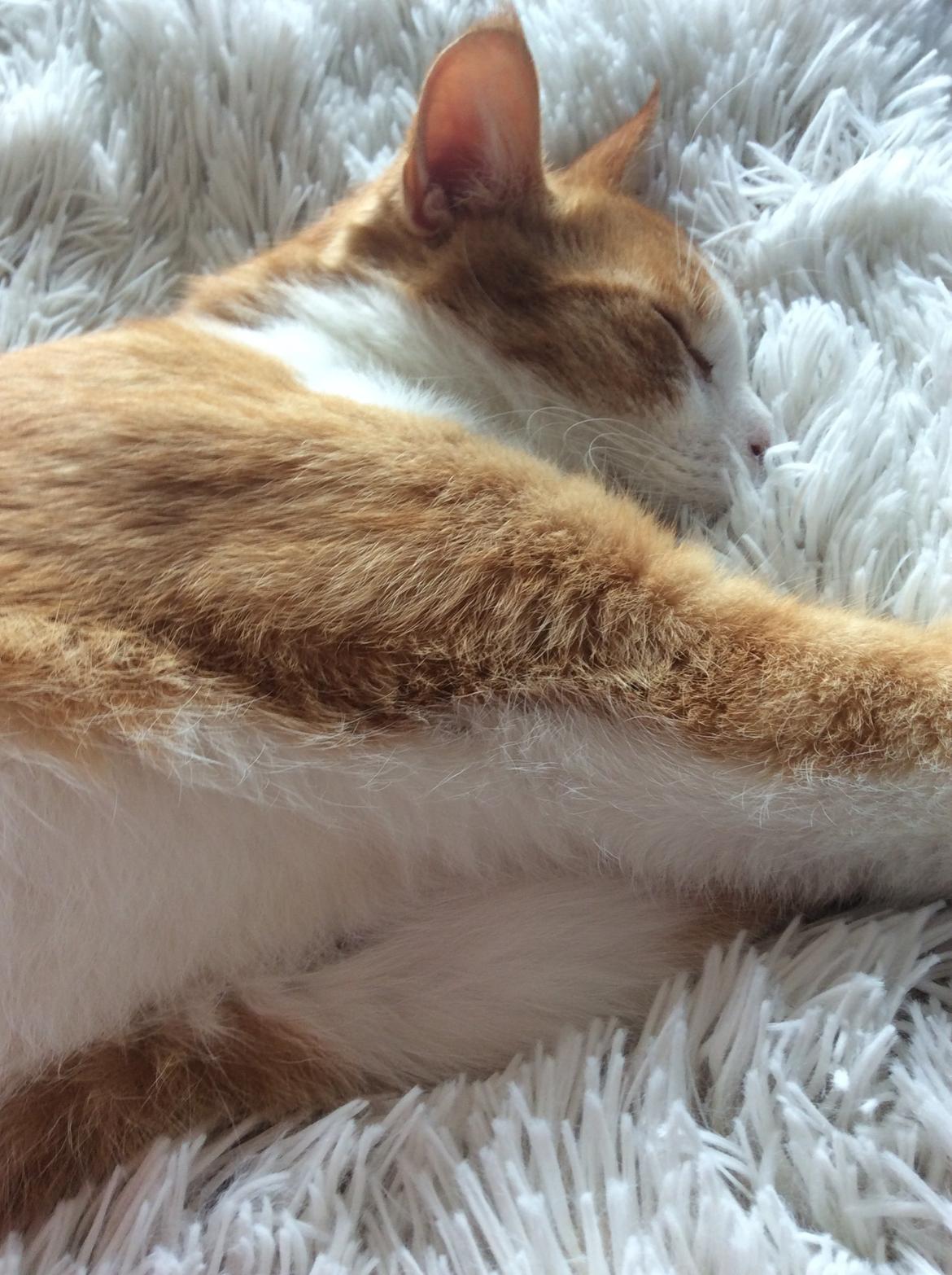 Huskat Sponky billede 4