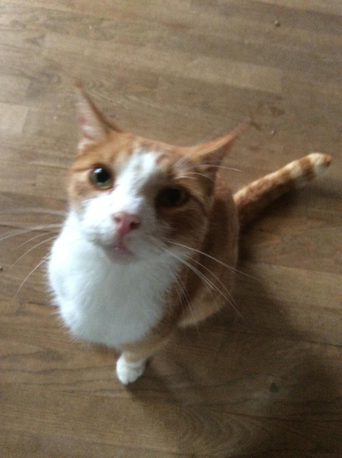 Huskat Sponky billede 5