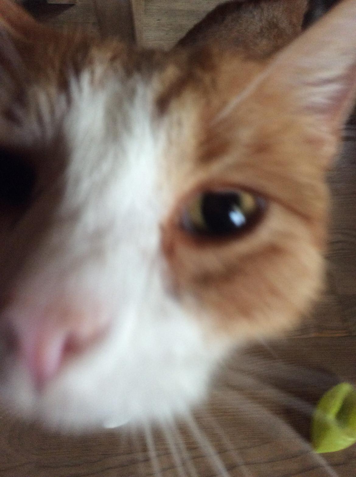 Huskat Sponky billede 6