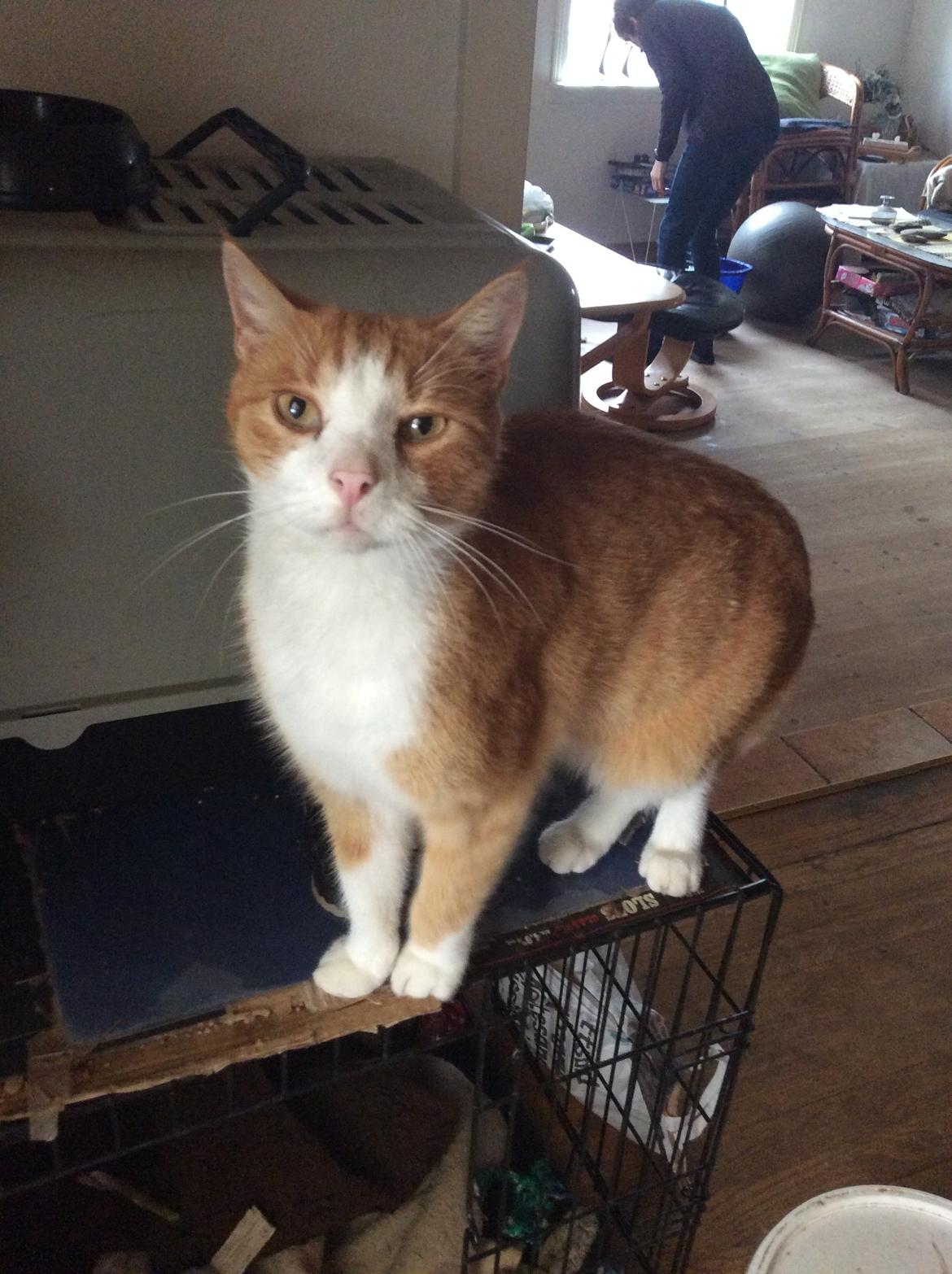 Huskat Sponky billede 7