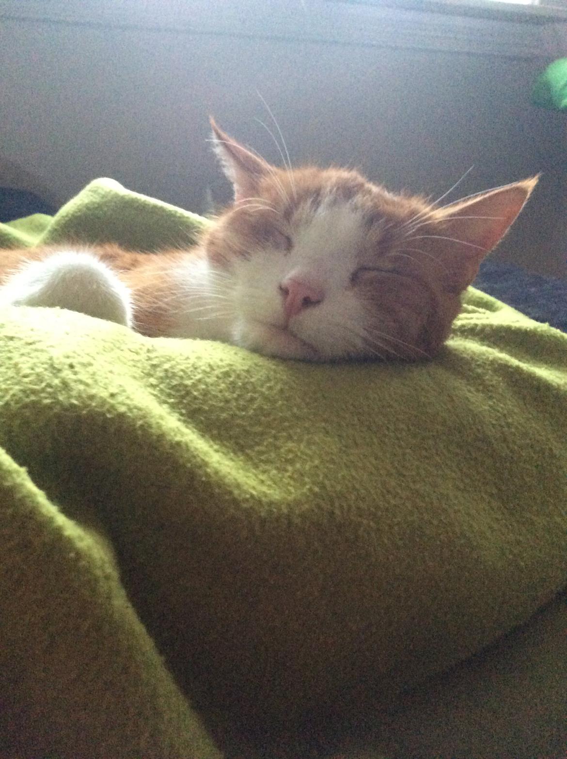 Huskat Sponky billede 8