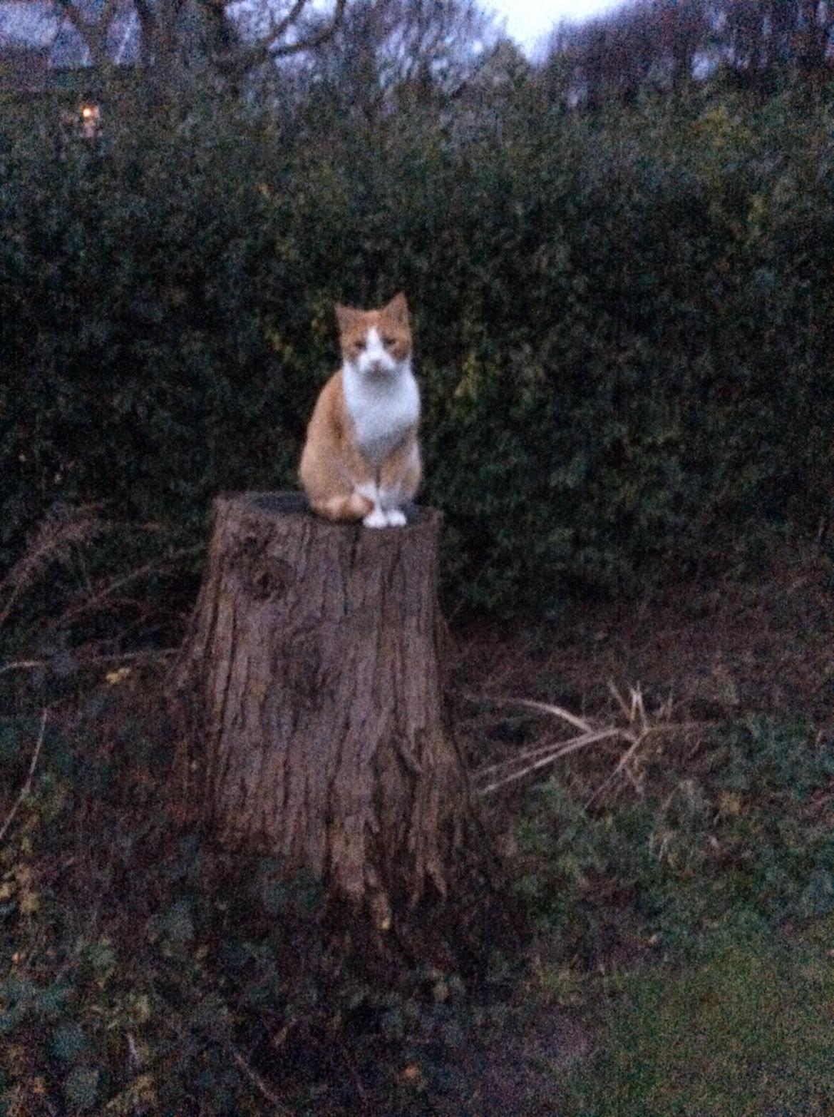 Huskat Sponky billede 9