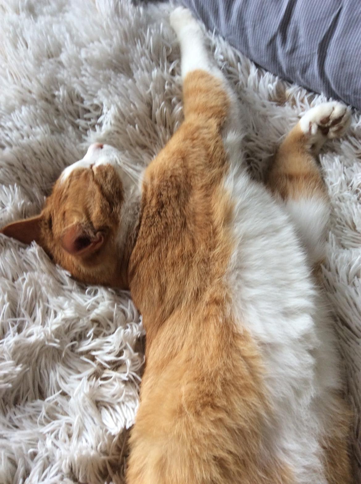 Huskat Sponky billede 2