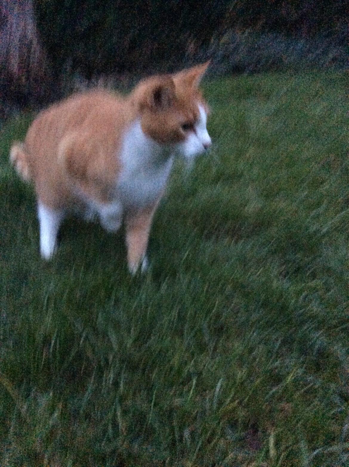 Huskat Sponky billede 10