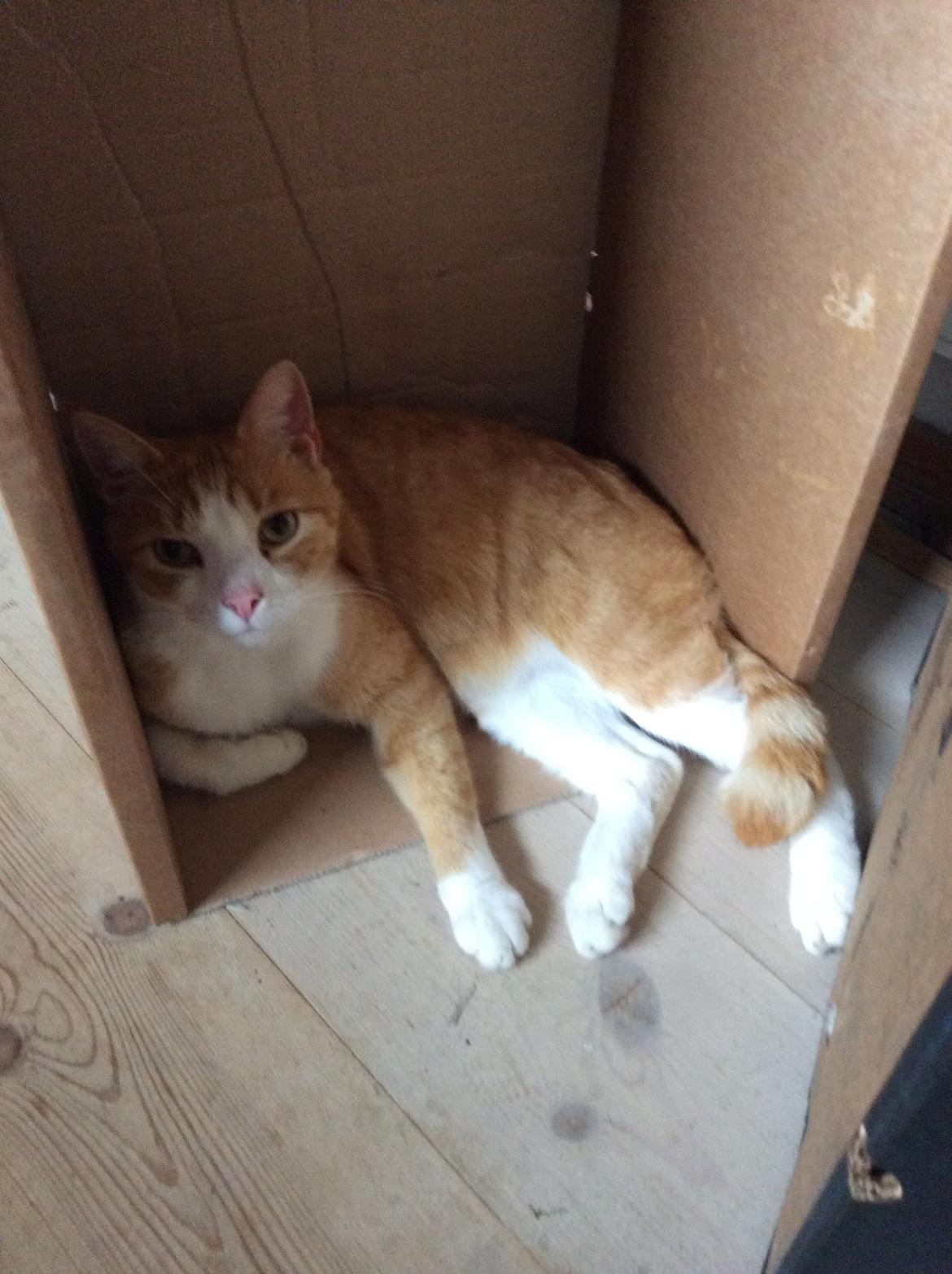 Huskat Sponky billede 11