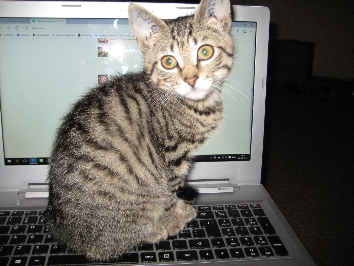 Huskat Horse - Så sætter jeg mig da bare på dit tastatur. billede 1