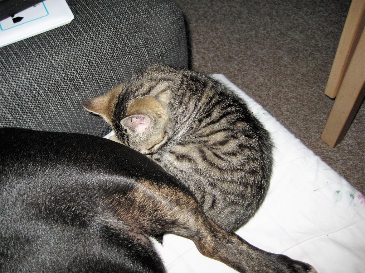 Huskat Horse - Puha synes den bagdel lugter lige vel rigeligt billede 5