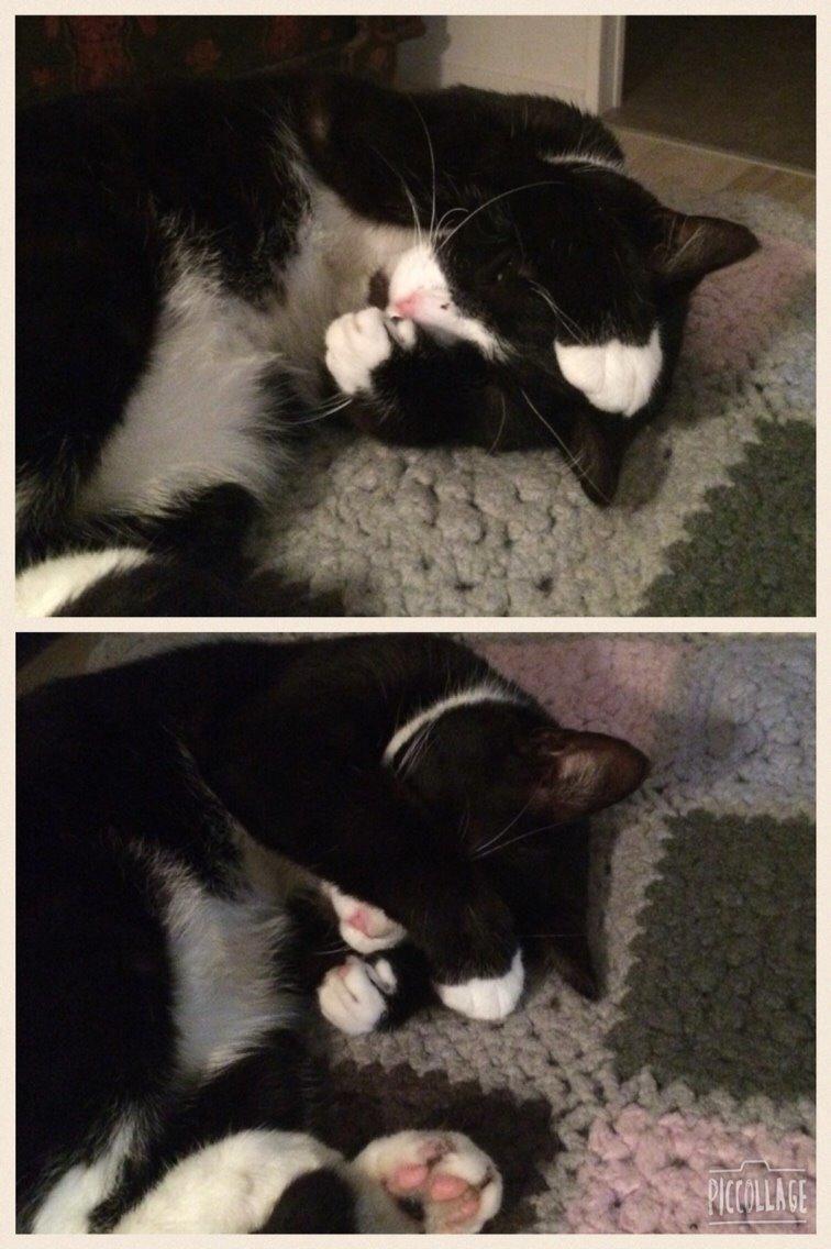 Huskat August (*Forsvundet*) - Sikke mange måder man kan læg <3 billede 27