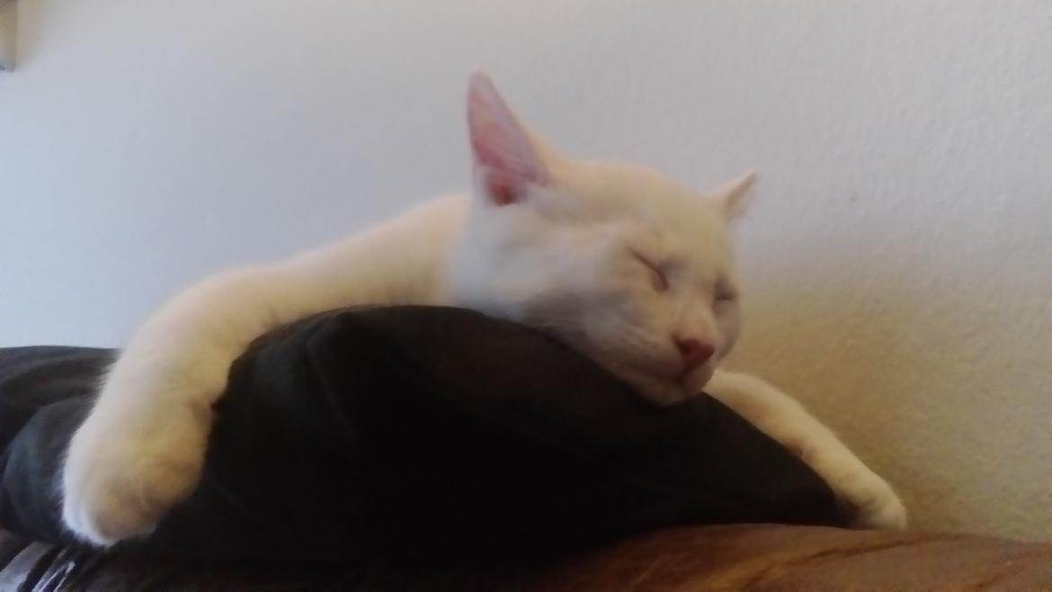 Blanding af racer Kalle - *Min pude* billede 2