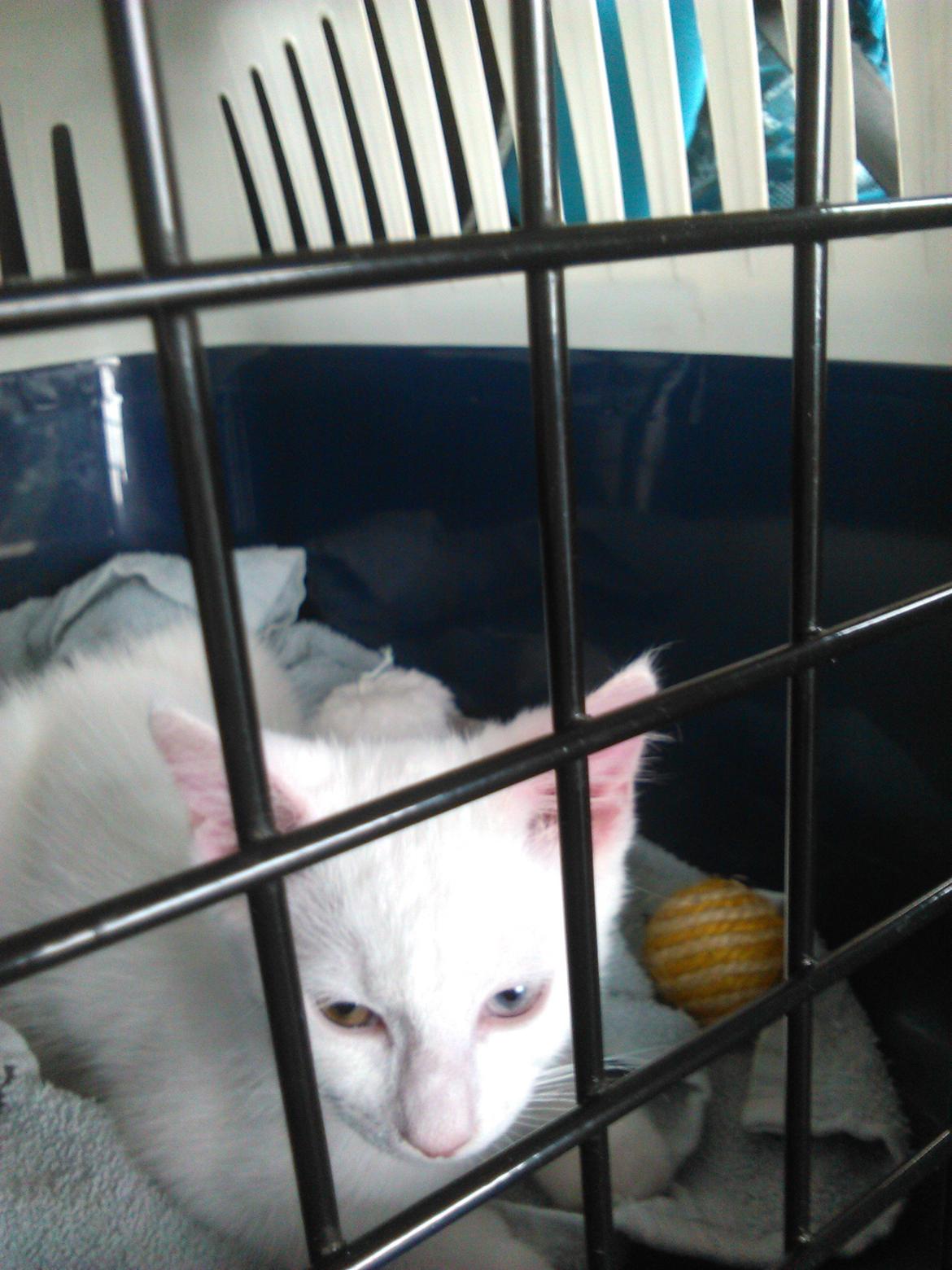 Blanding af racer Kalle - Min allerførste tur i bil, til mit nye hjem billede 4