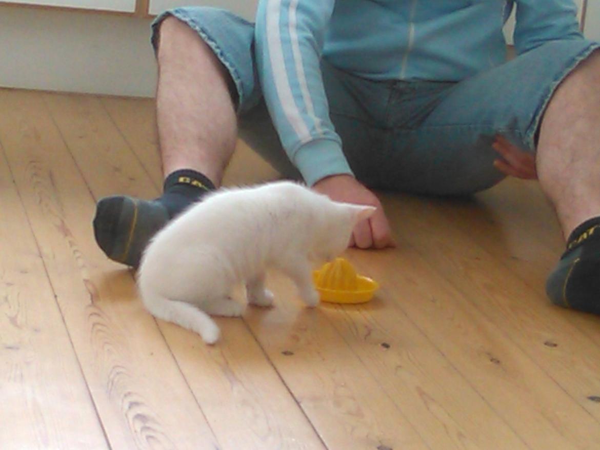 Blanding af racer Kalle - *Hmm,  hvad er det?* billede 5