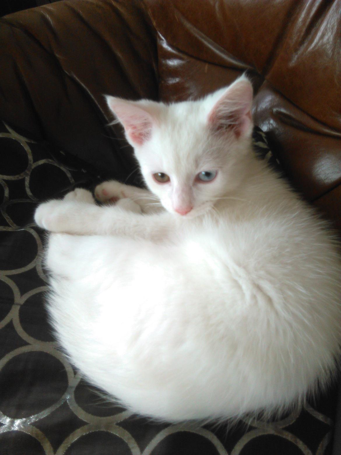 Blanding af racer Kalle - Min smukke Odd-Eye Kalle billede 1