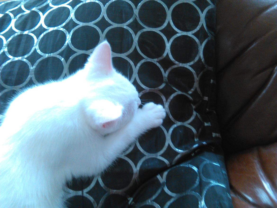 Blanding af racer Kalle billede 6