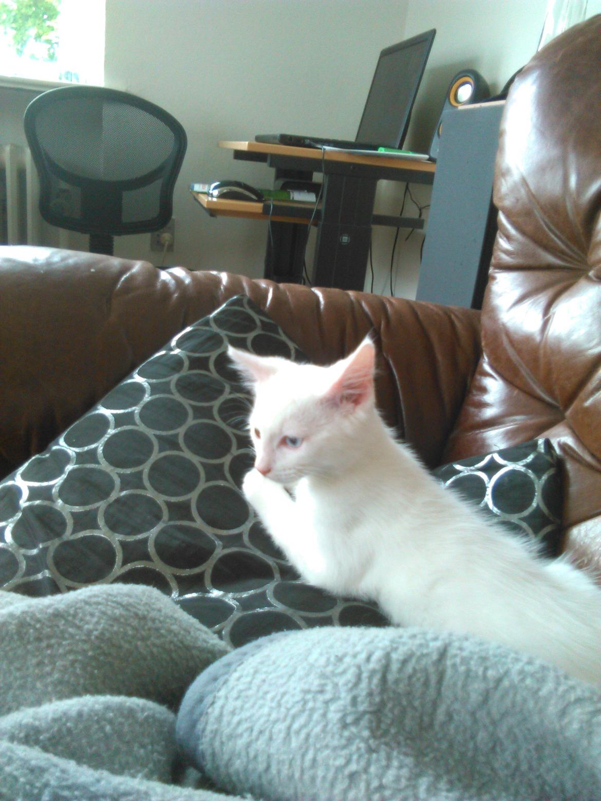 Blanding af racer Kalle billede 7