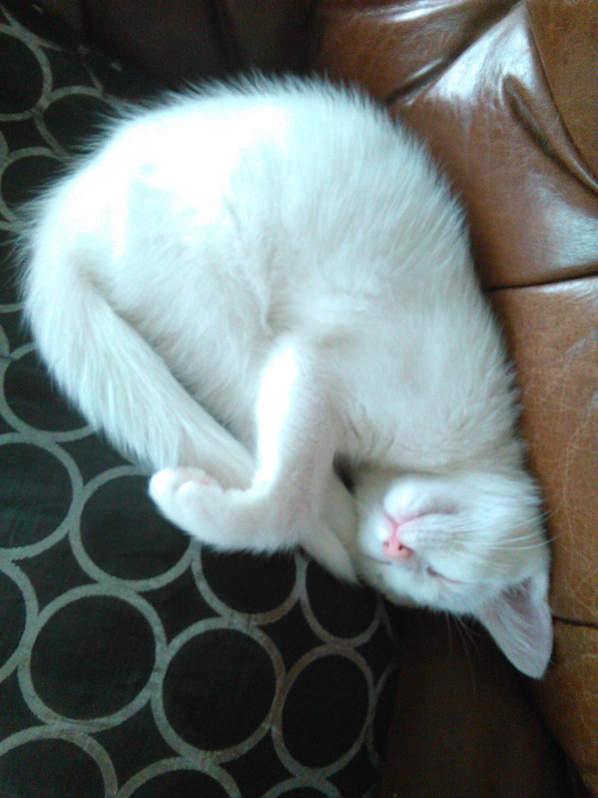 Blanding af racer Kalle billede 8