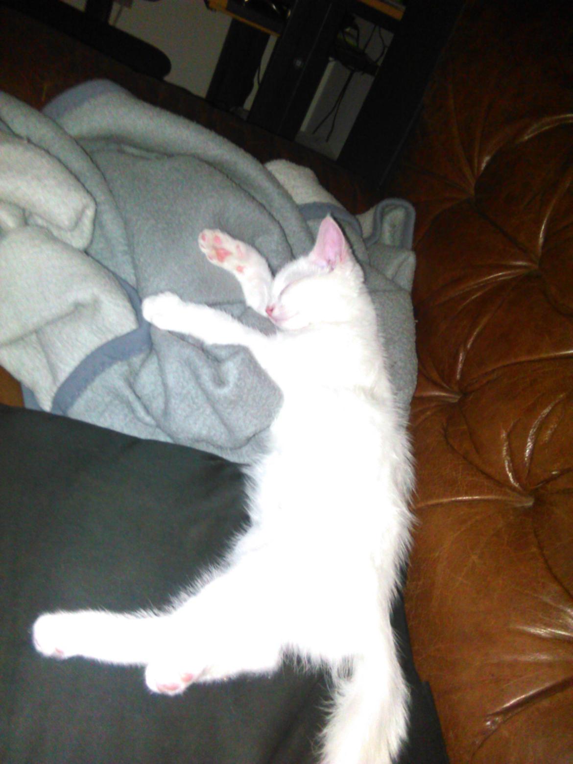 Blanding af racer Kalle billede 9