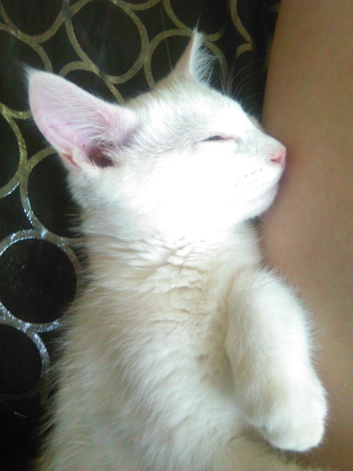 Blanding af racer Kalle billede 10