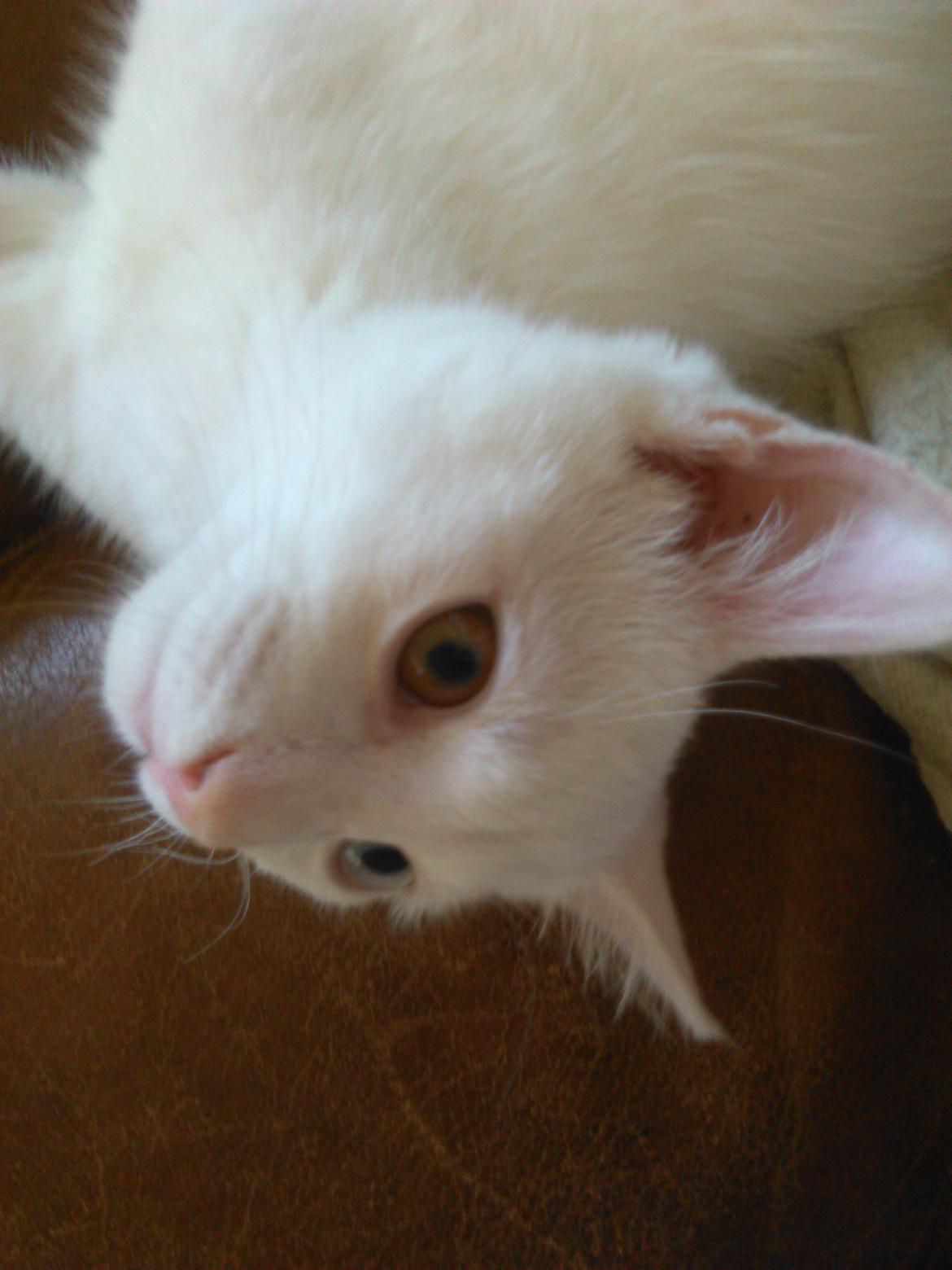 Blanding af racer Kalle - *Hænger ud* billede 12