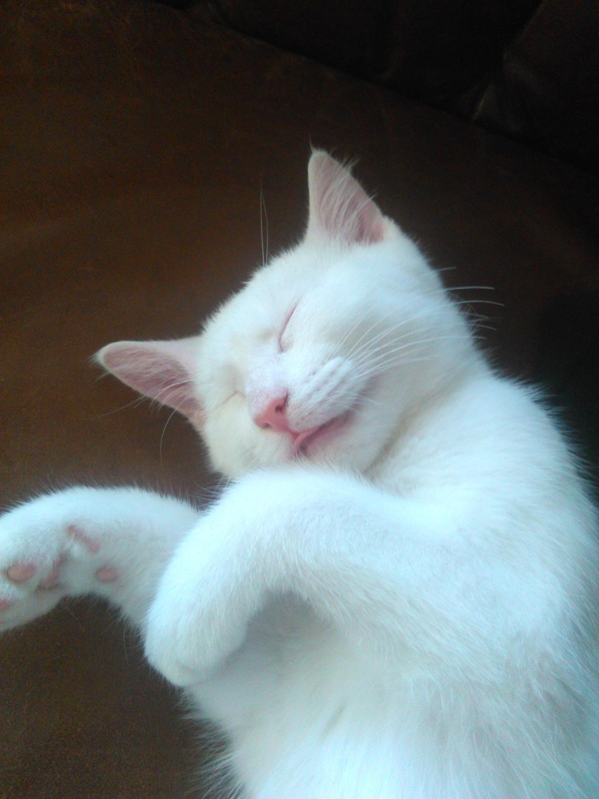 Blanding af racer Kalle billede 11