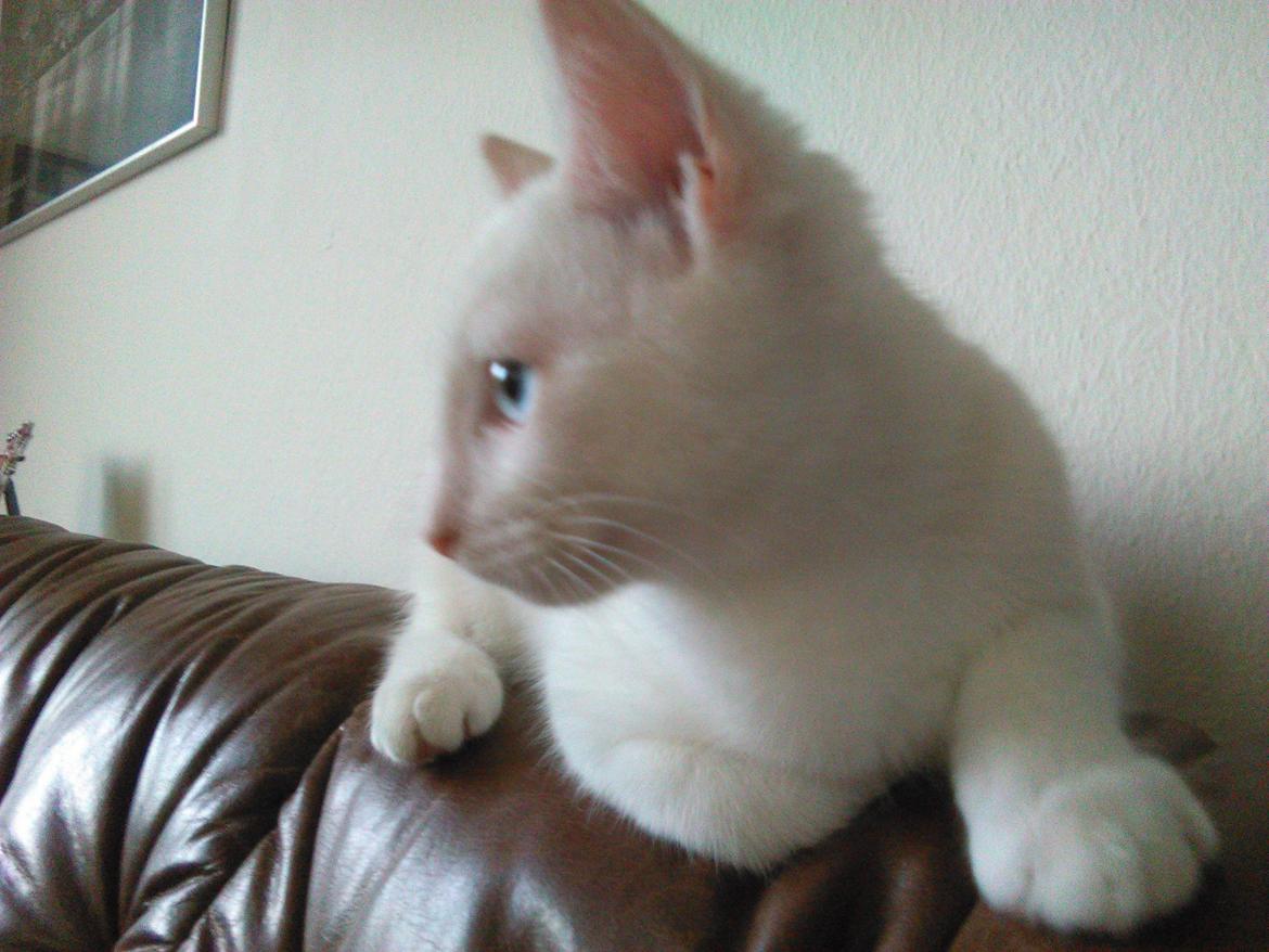 Blanding af racer Kalle billede 13