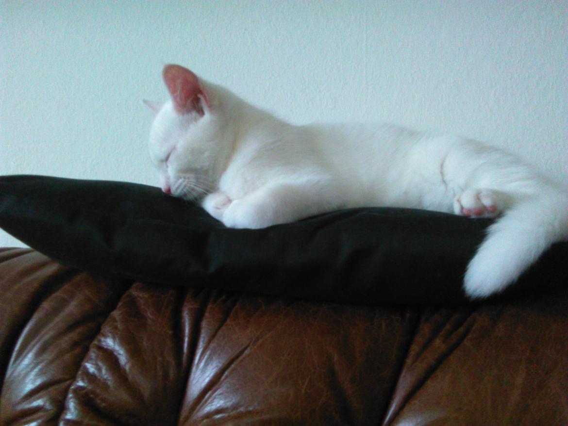 Blanding af racer Kalle billede 14