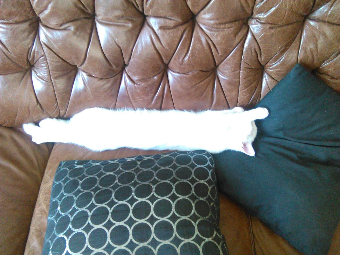 Blanding af racer Kalle - *Strækker ud* billede 15