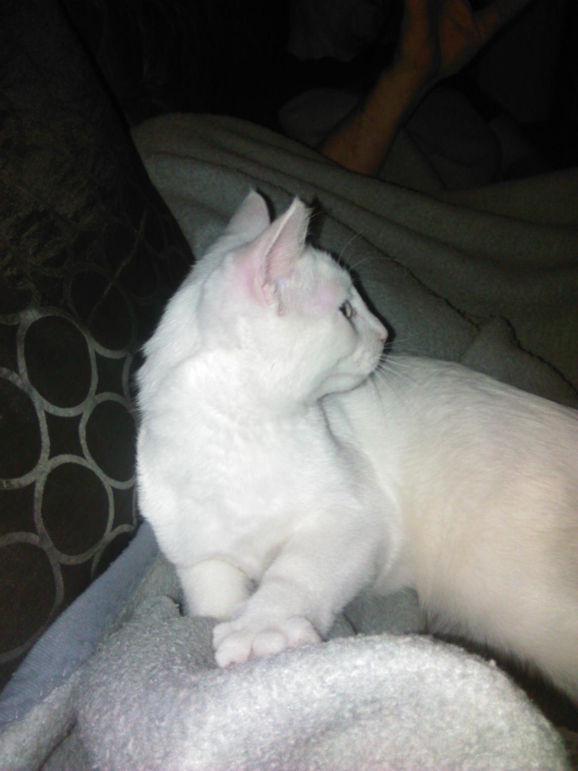 Blanding af racer Kalle billede 17