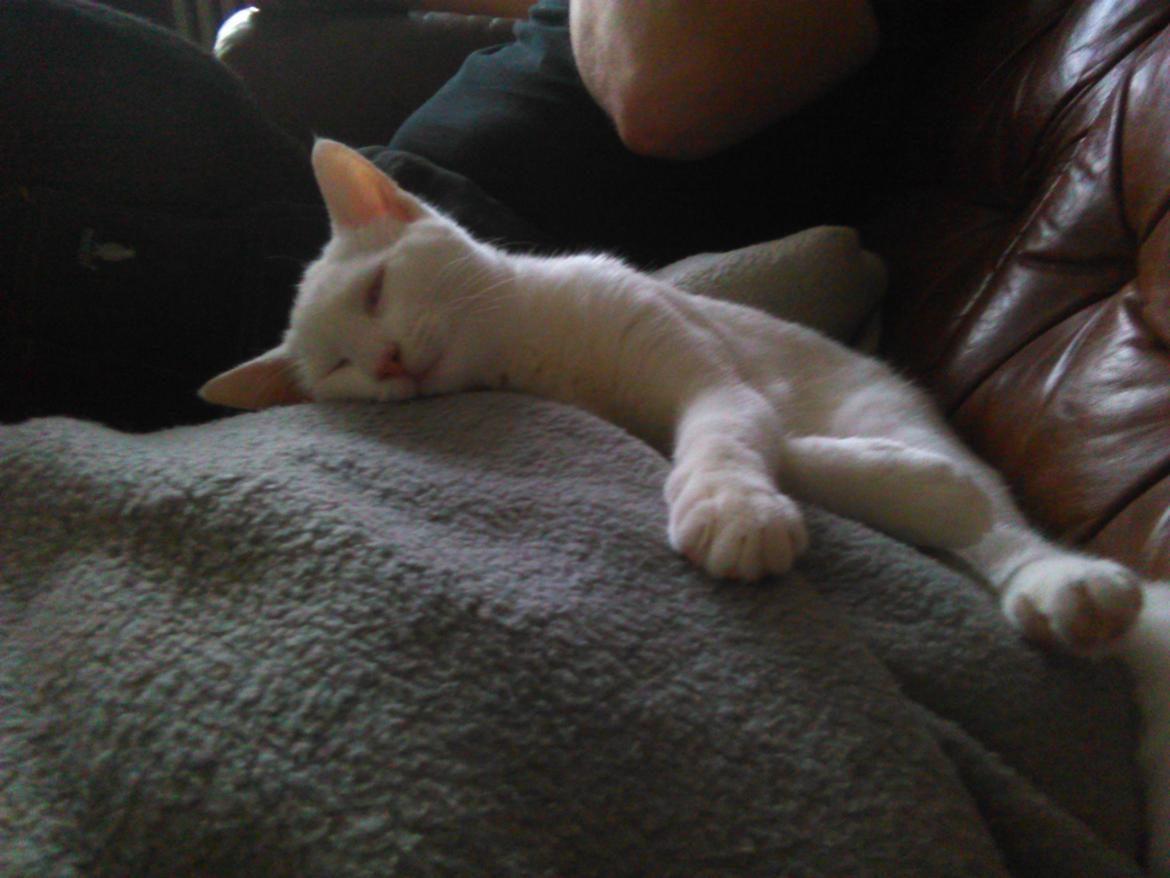 Blanding af racer Kalle billede 18