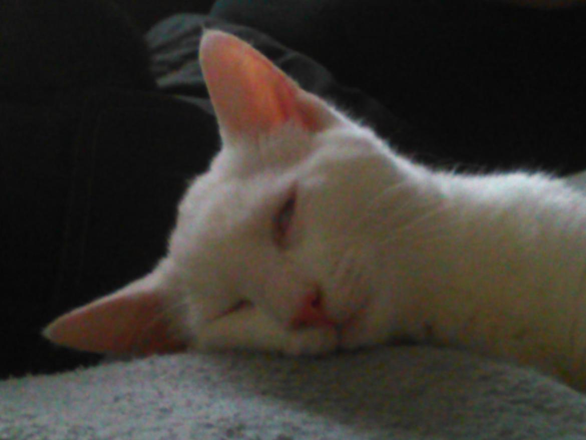 Blanding af racer Kalle - Helt væk for omverdenen billede 19