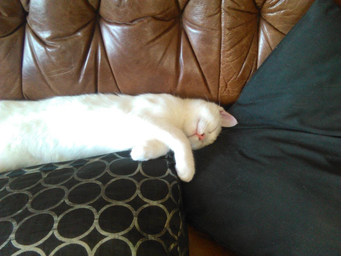 Blanding af racer Kalle billede 16