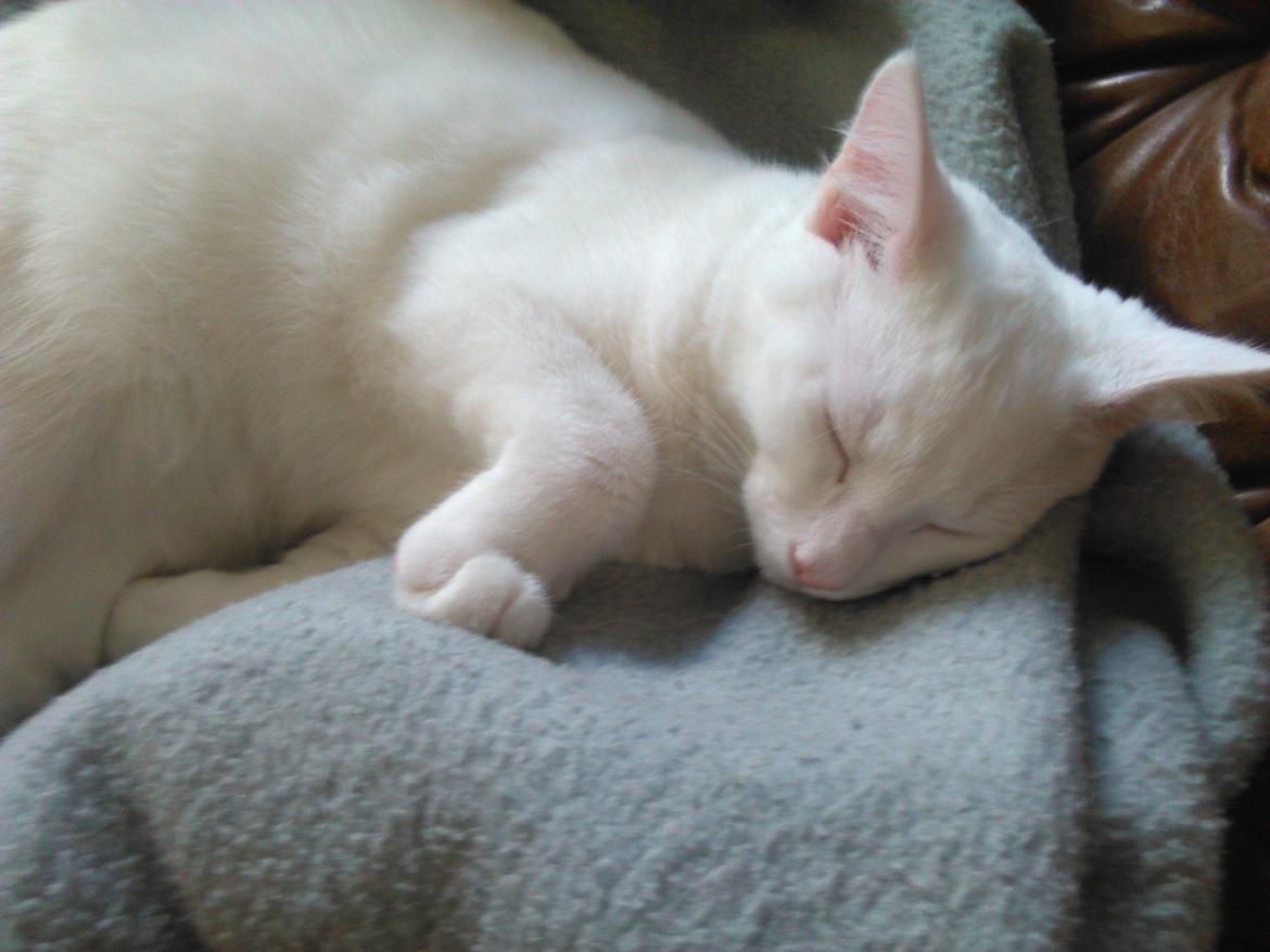 Blanding af racer Kalle billede 21