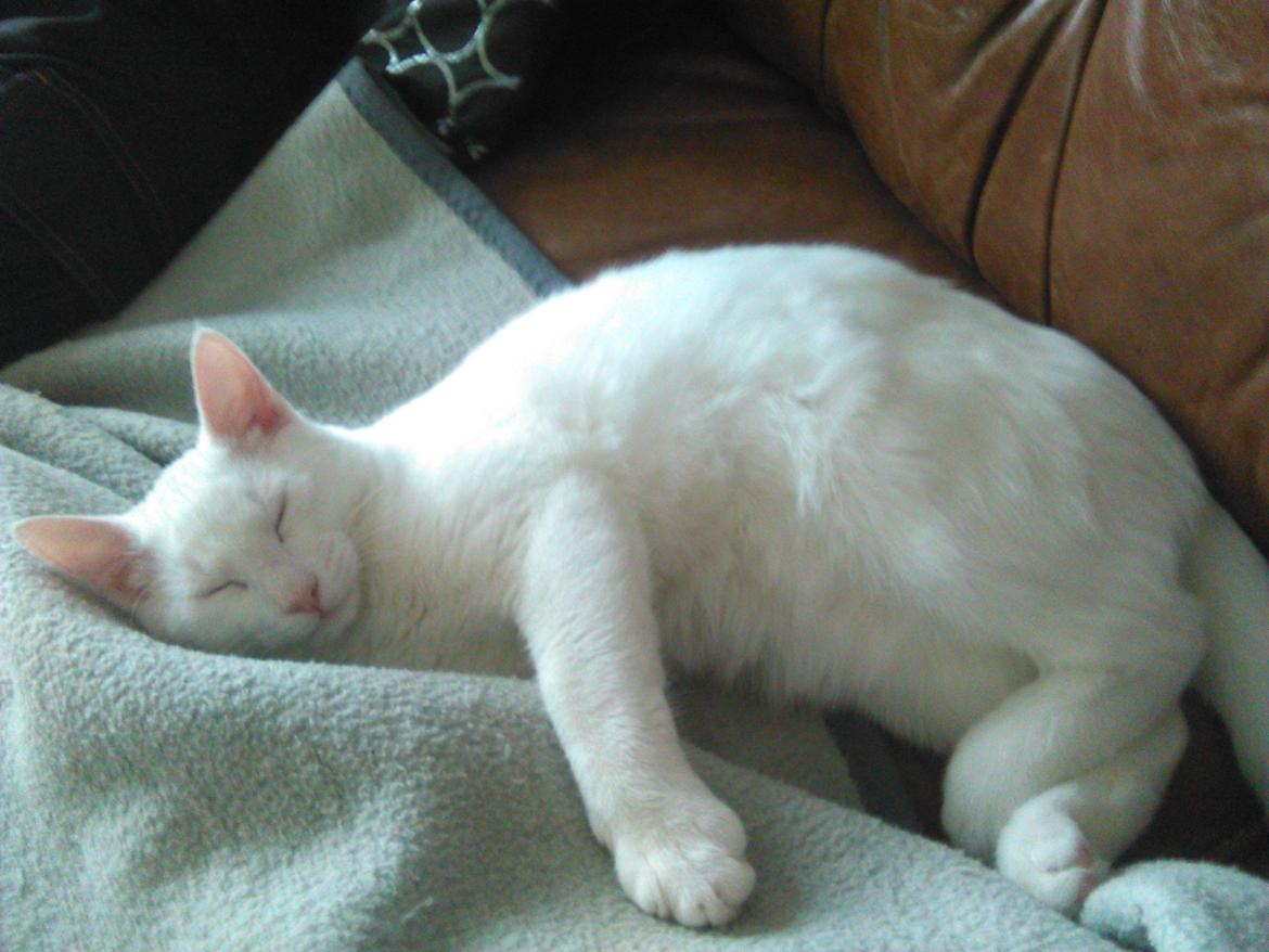 Blanding af racer Kalle billede 20