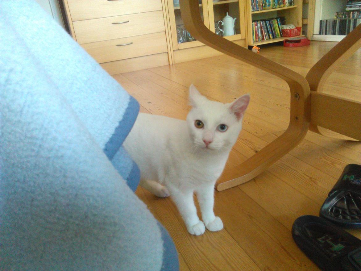 Blanding af racer Kalle billede 23