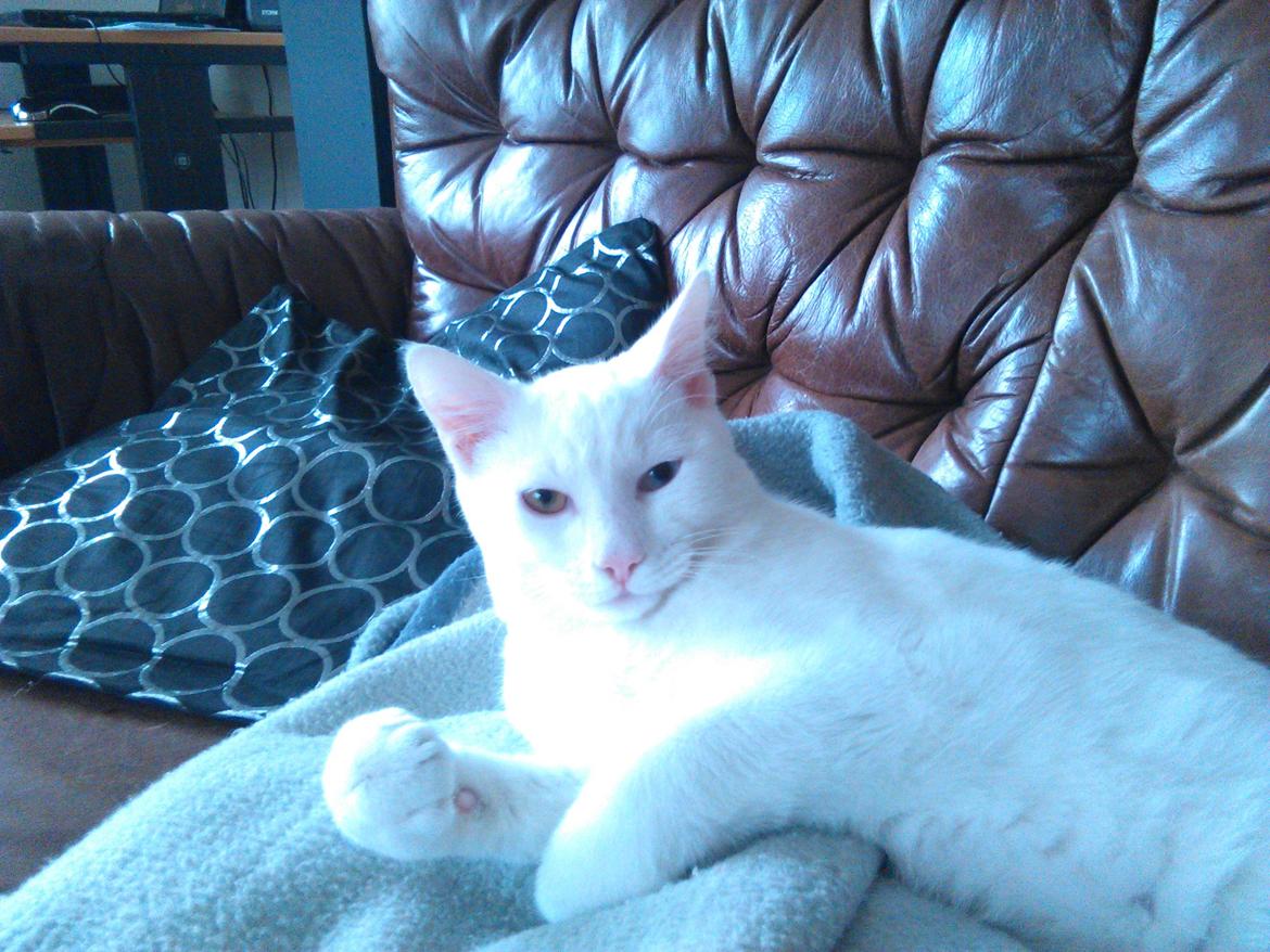 Blanding af racer Kalle billede 24