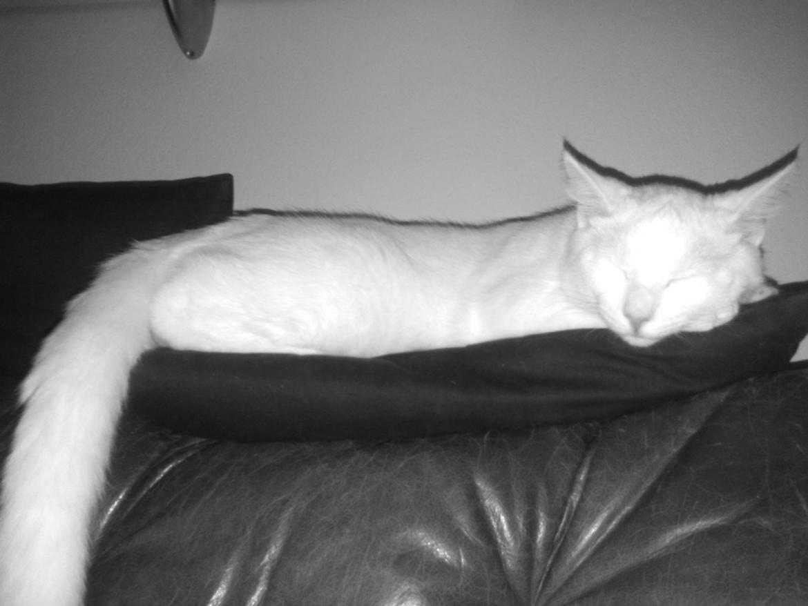 Blanding af racer Kalle billede 27