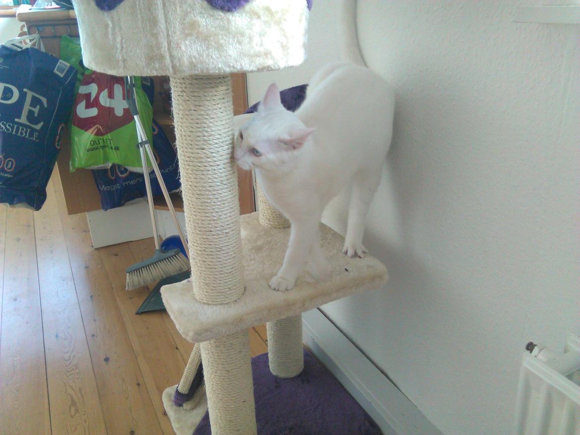 Blanding af racer Kalle - *Uuuuh nnyt kradsetræ!* billede 28