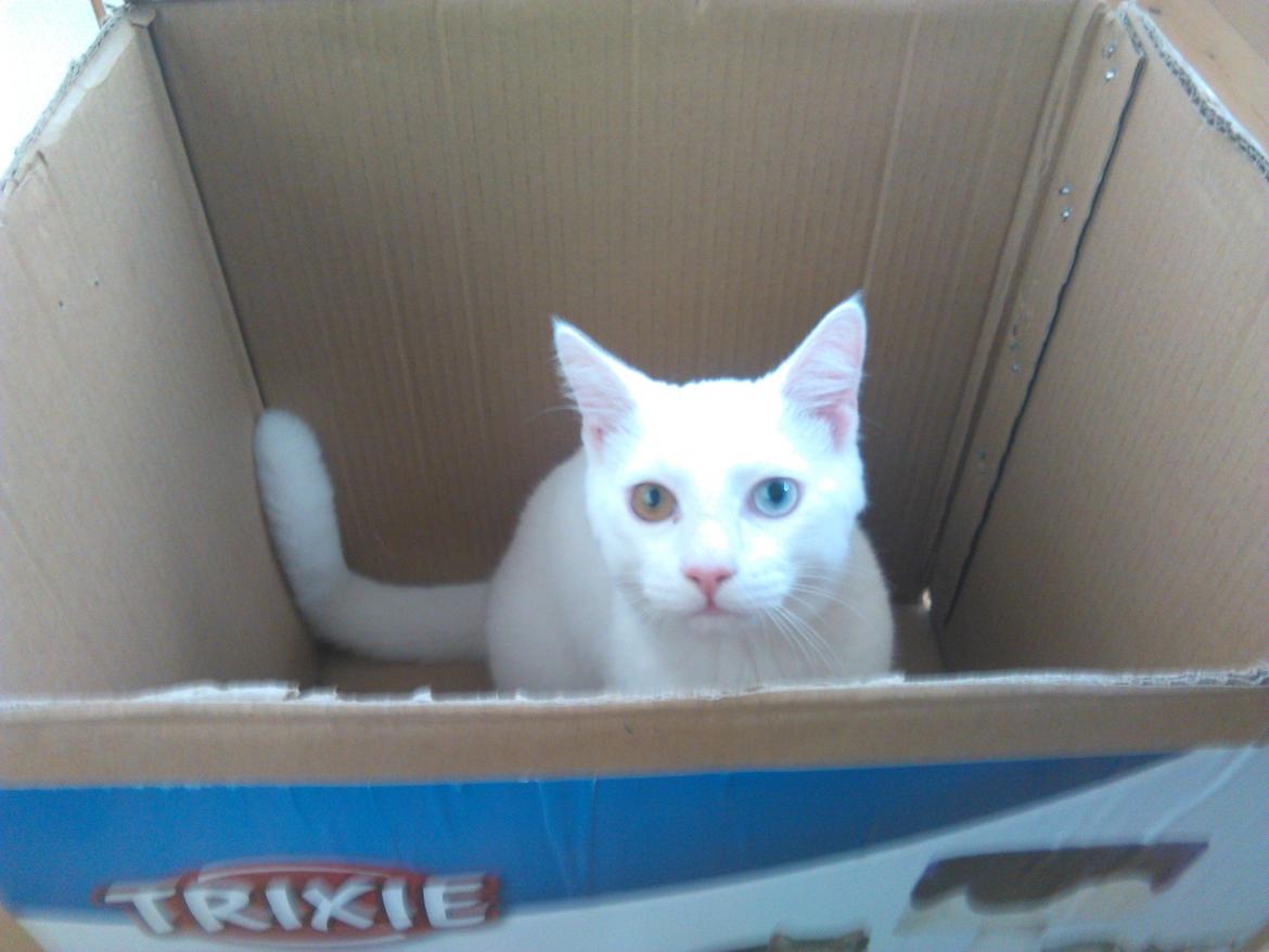 Blanding af racer Kalle - *Kassen er klart bedre!* billede 29