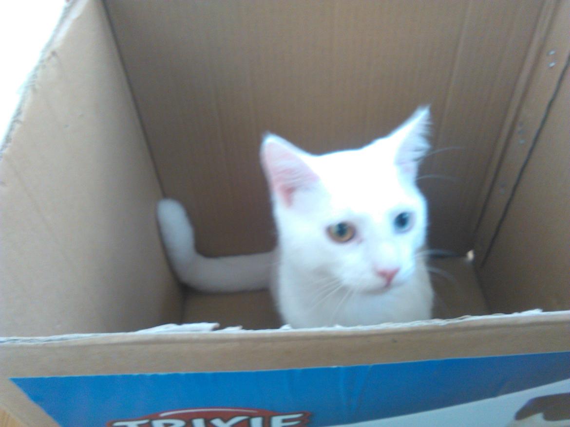 Blanding af racer Kalle billede 30