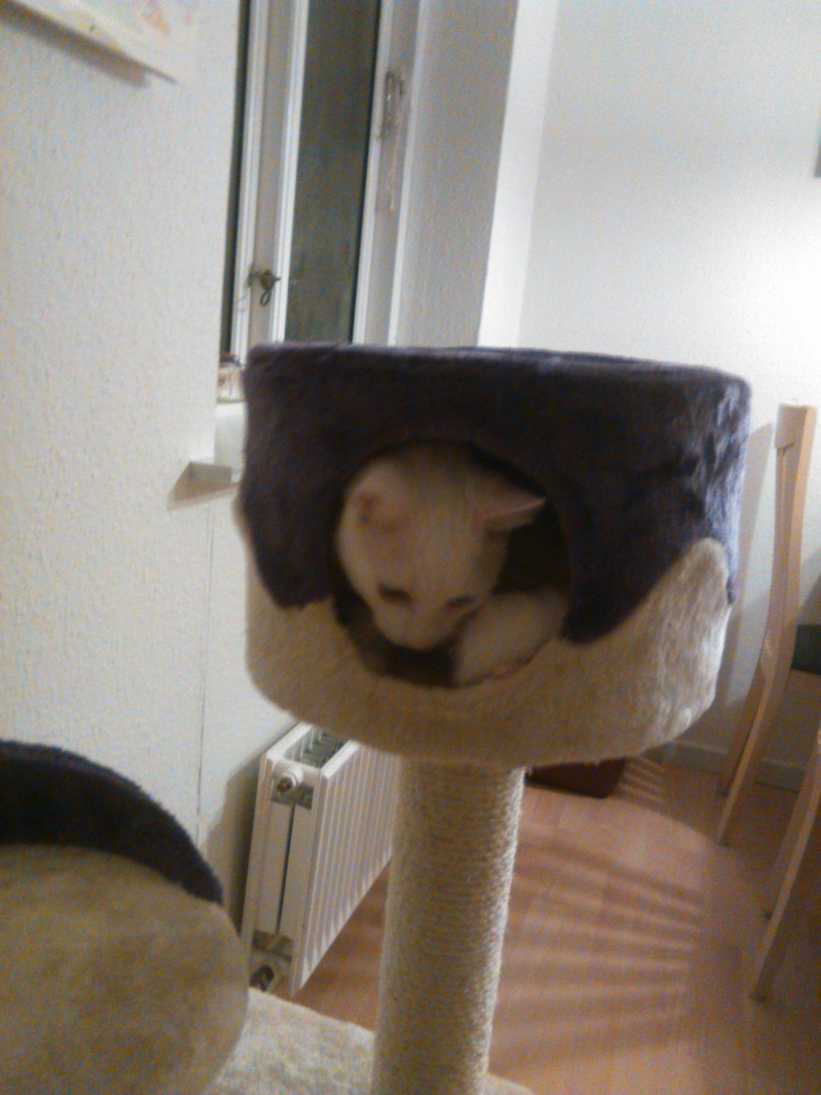 Blanding af racer Kalle billede 31