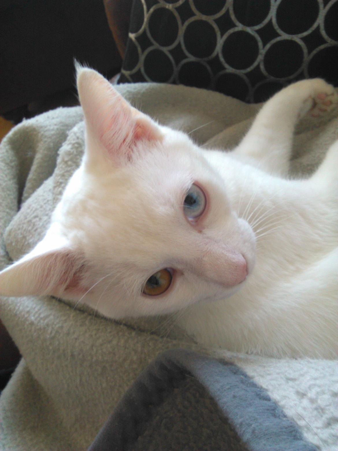 Blanding af racer Kalle - *Er jeg ikke smuk?* billede 22