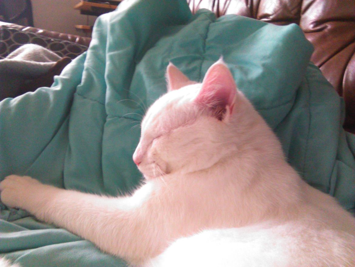 Blanding af racer Kalle billede 32