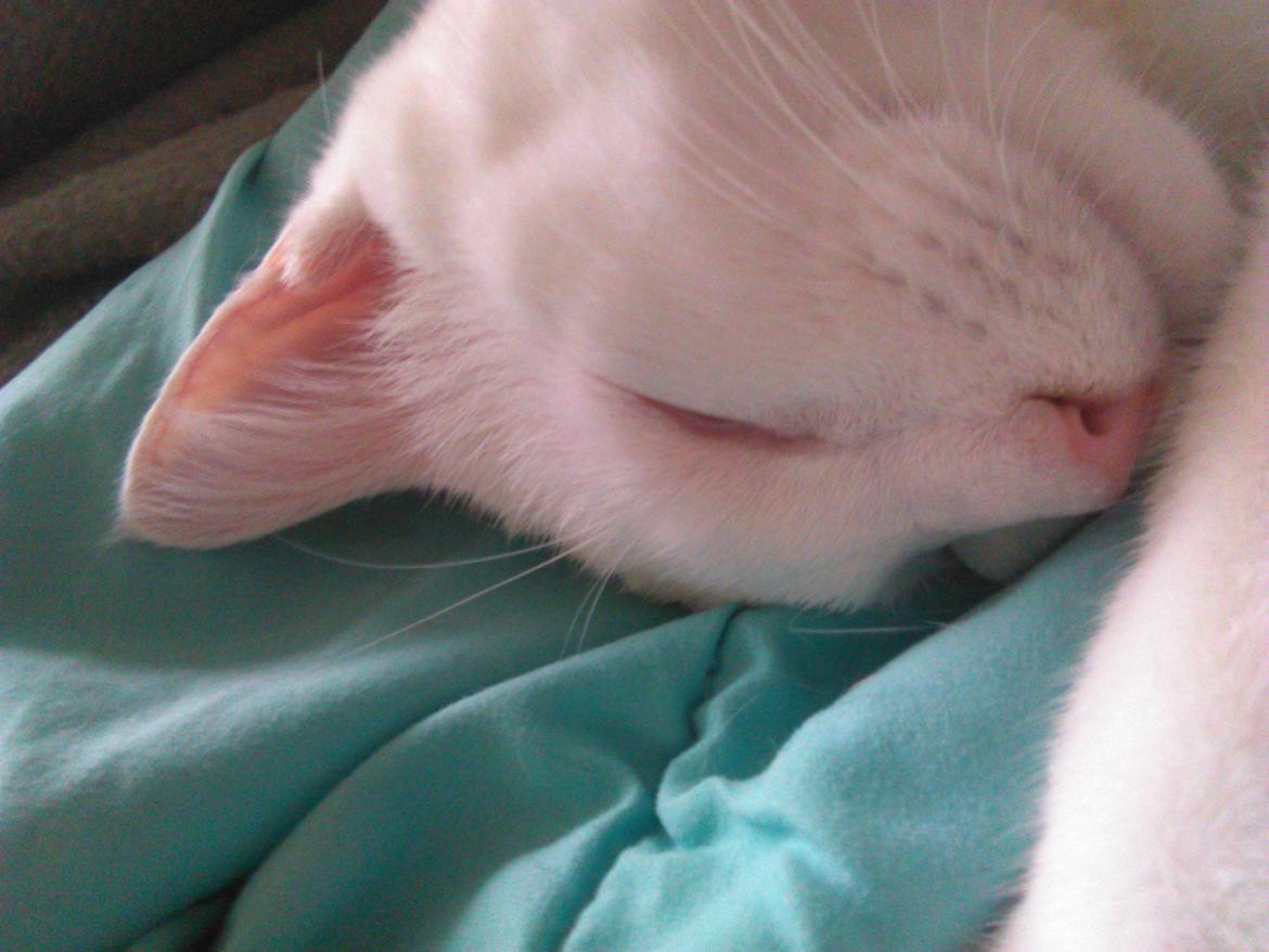 Blanding af racer Kalle billede 33