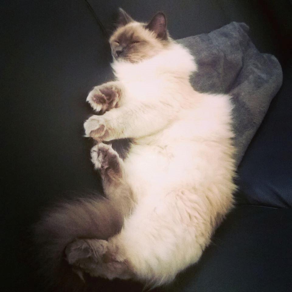 Blanding af racer Dolly billede 16