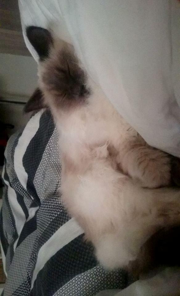 Blanding af racer Dolly billede 18