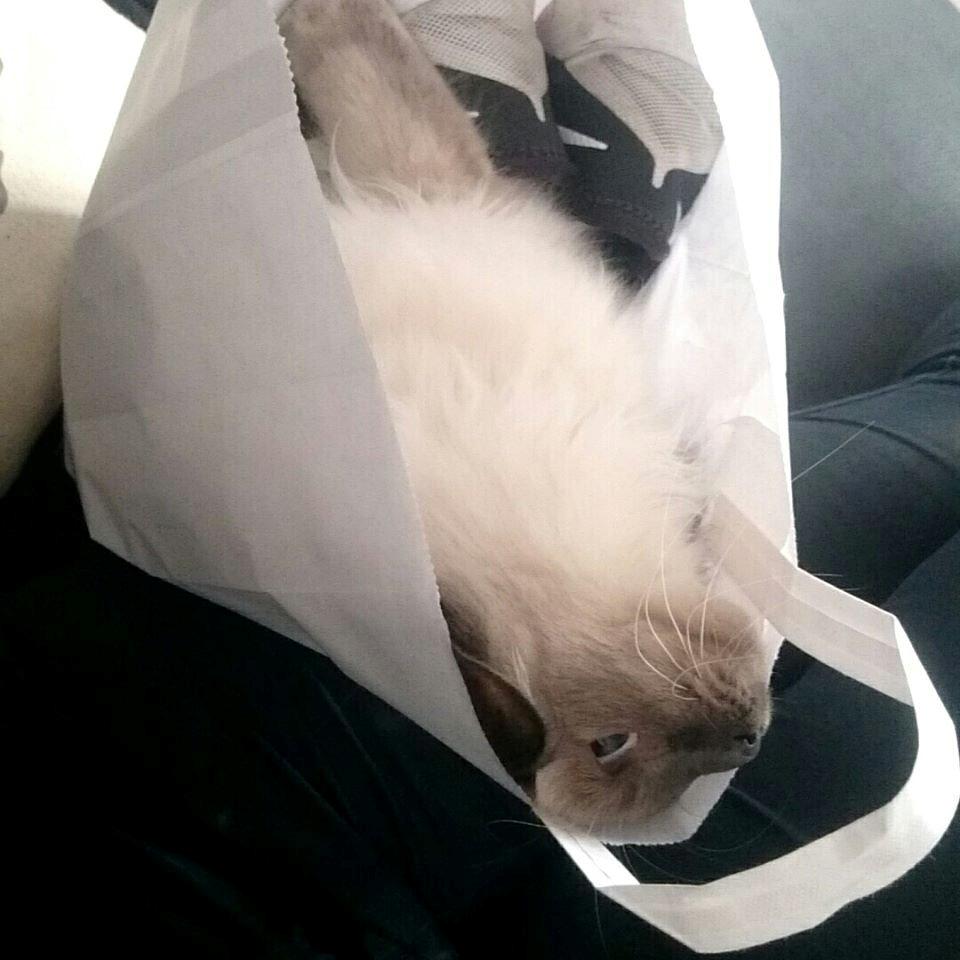 Blanding af racer Dolly billede 1