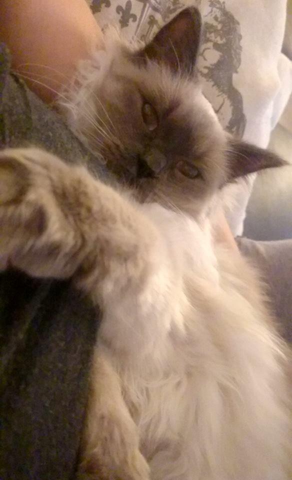 Blanding af racer Dolly billede 19