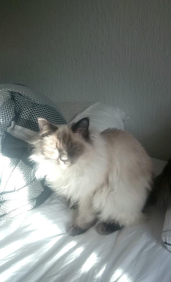 Blanding af racer Dolly billede 20