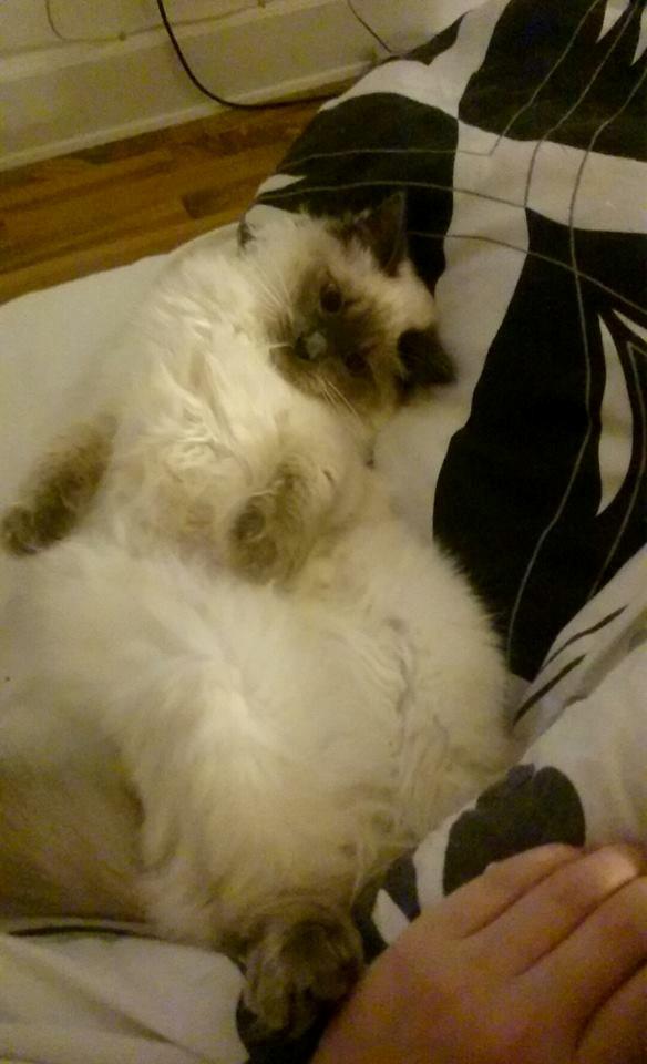 Blanding af racer Dolly billede 17